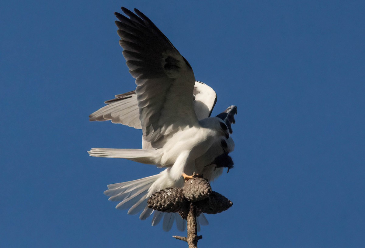 White-tailed Kite - ML551893461
