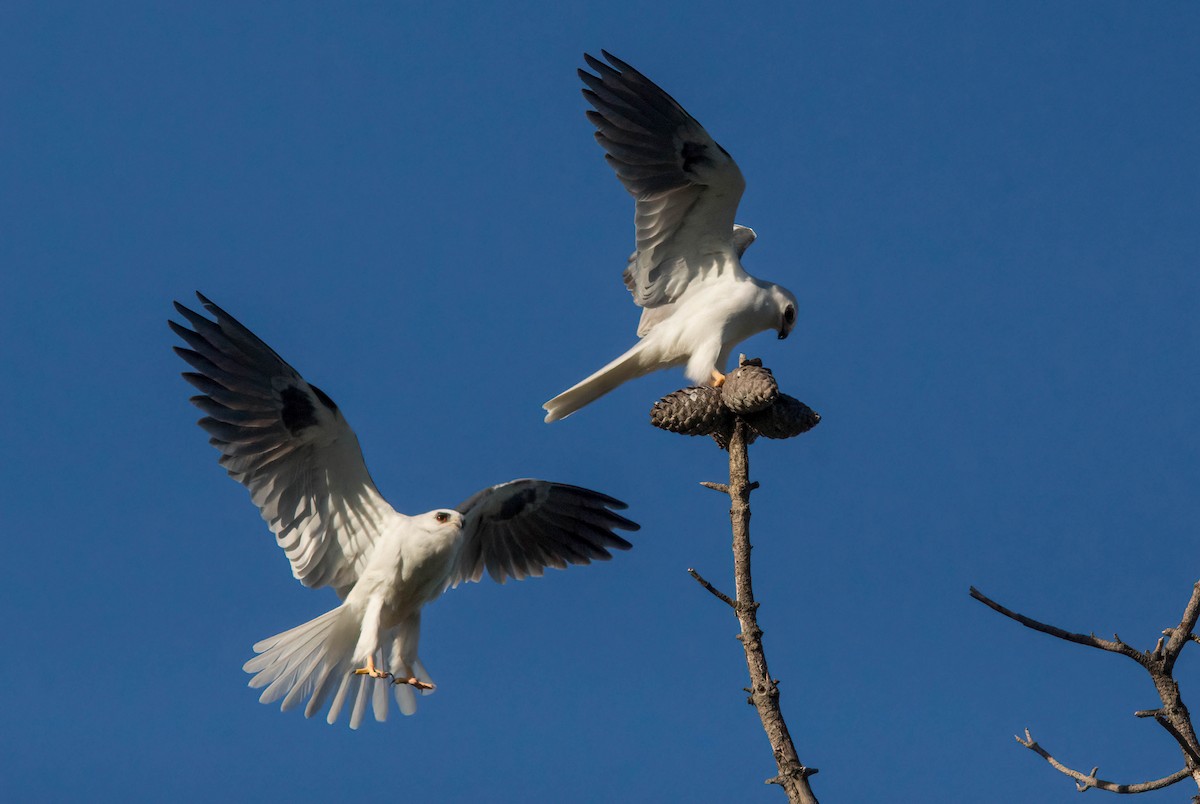 White-tailed Kite - ML551893481