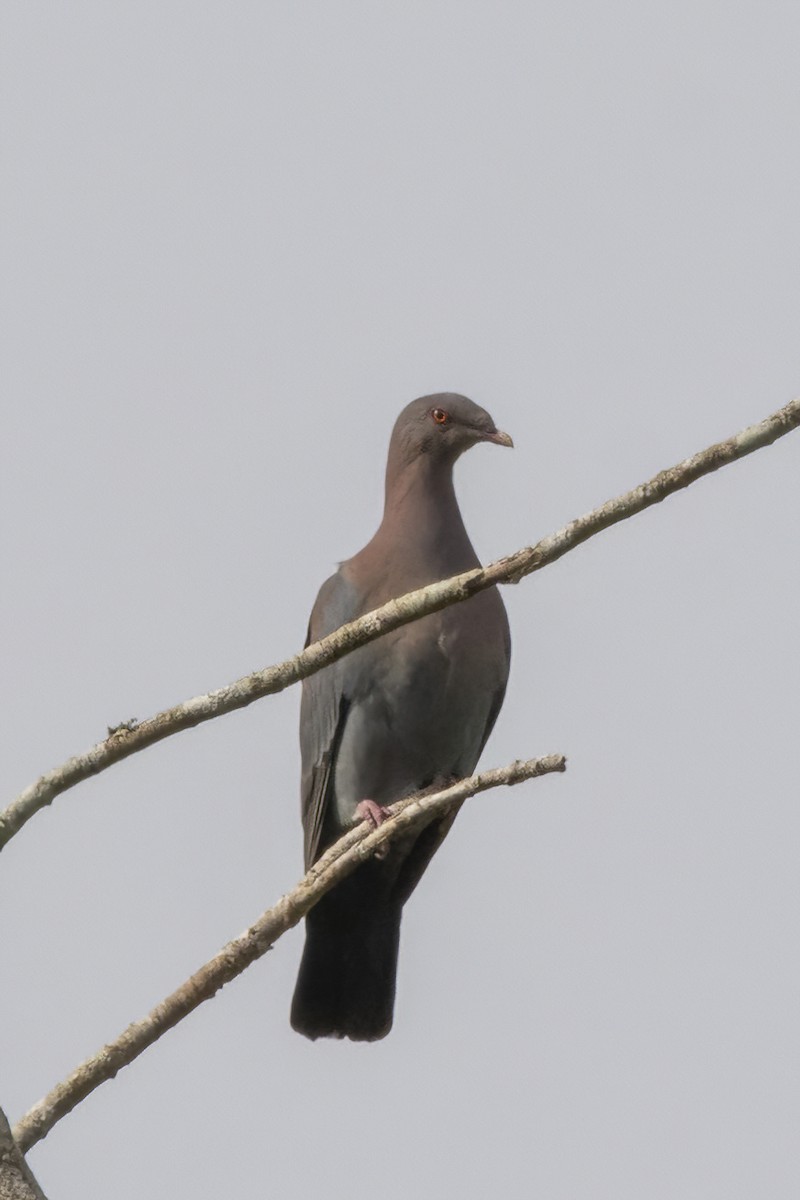 Pigeon à bec rouge - ML551894701