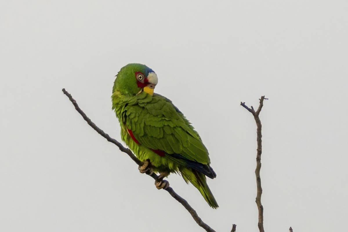 White-fronted Parrot - ML551894981