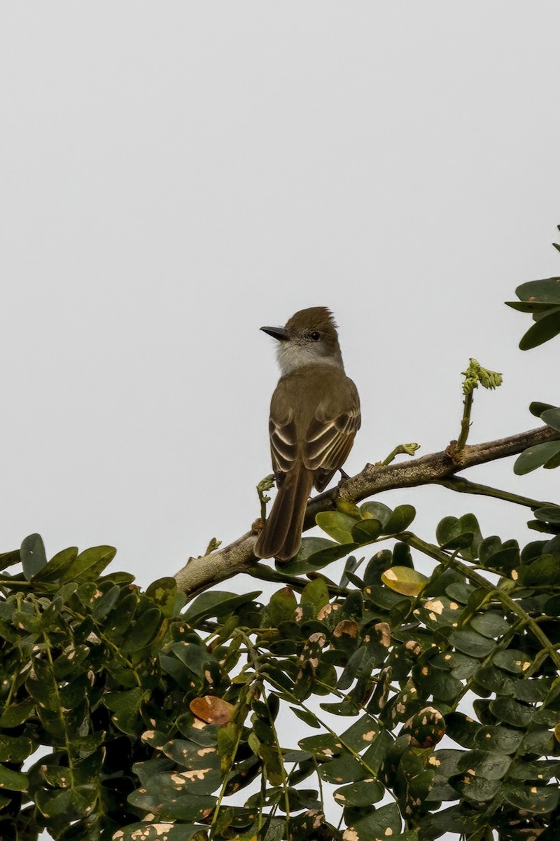 Dusky-capped Flycatcher - ML551895211