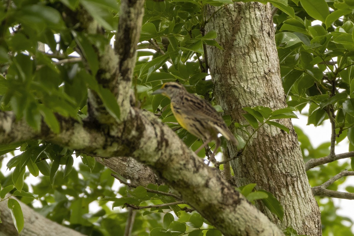 Eastern Meadowlark - ML551895361