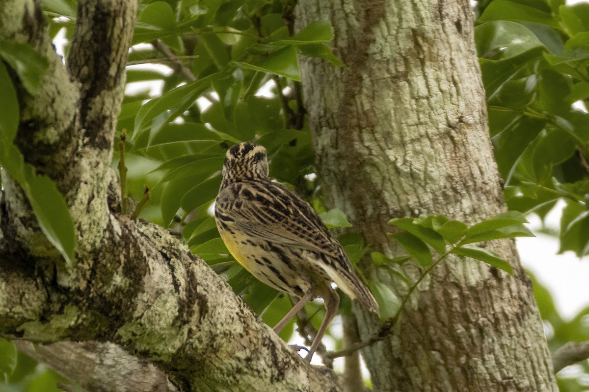 Eastern Meadowlark - ML551895461