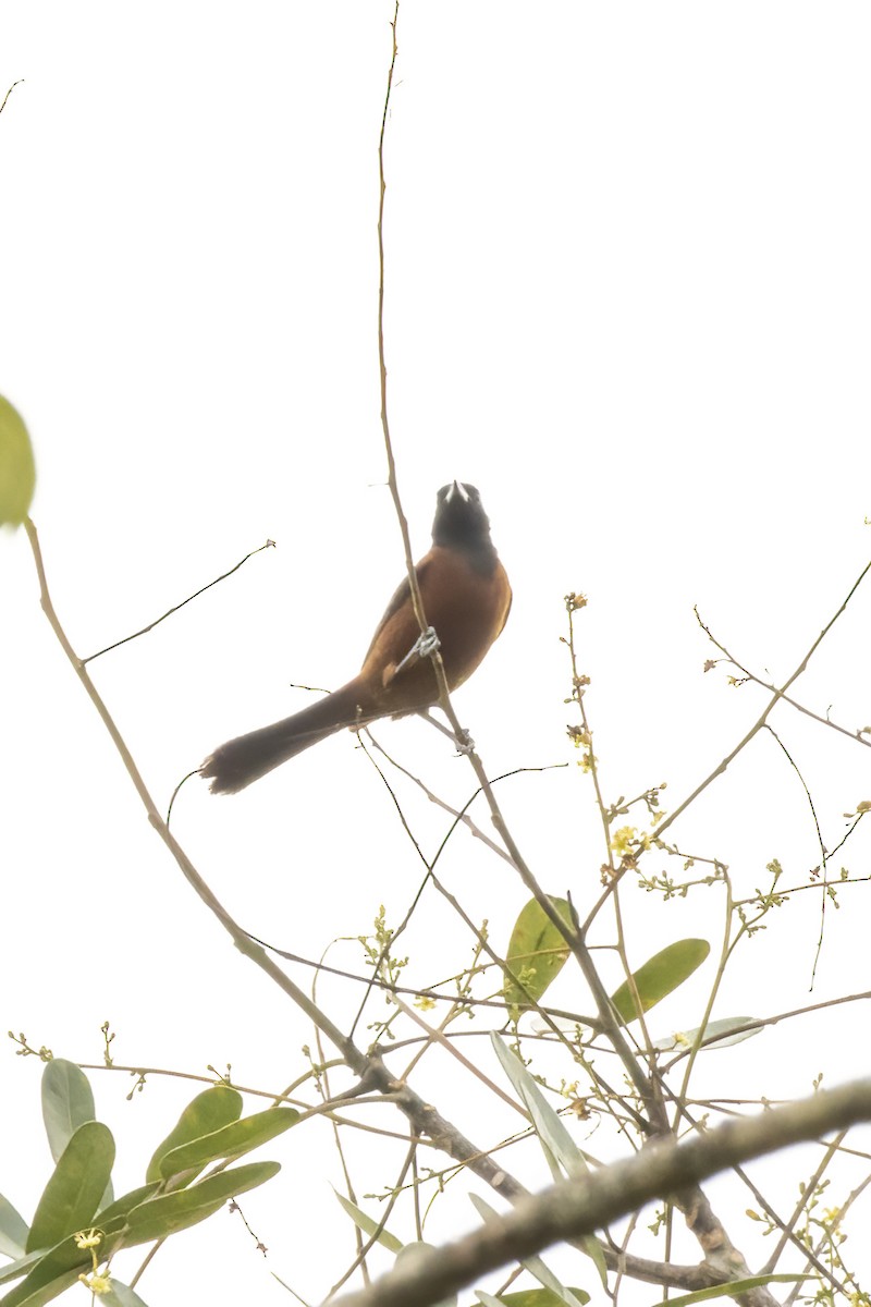 Orchard Oriole - ML551895561