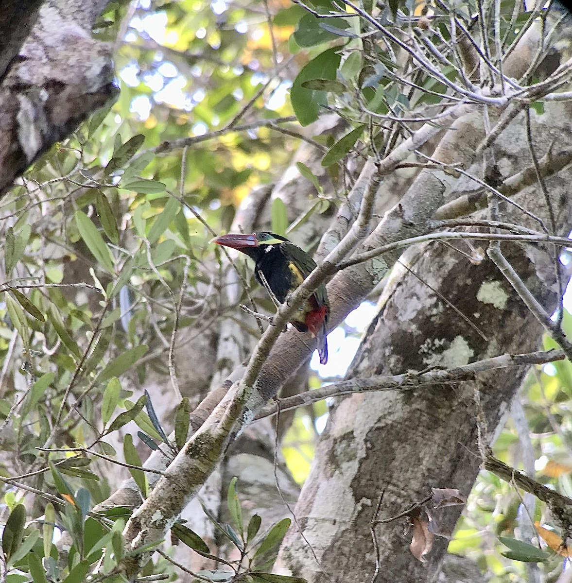 Tawny-tufted Toucanet - William Orellana (Beaks and Peaks)