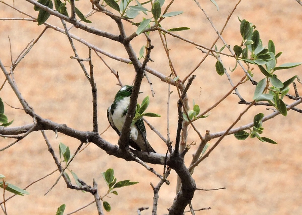 Klaas's Cuckoo - Allen Lewis