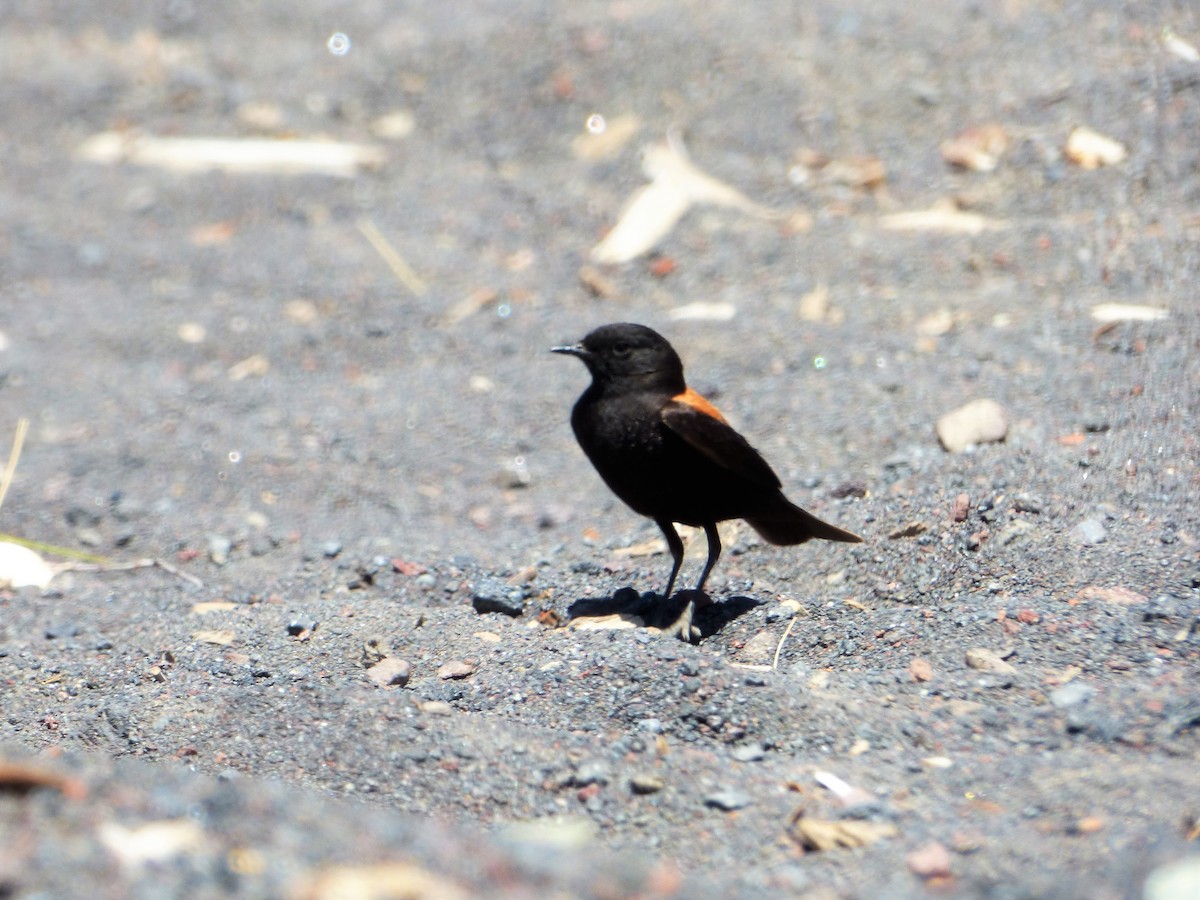 patagonianegrito - ML551896391