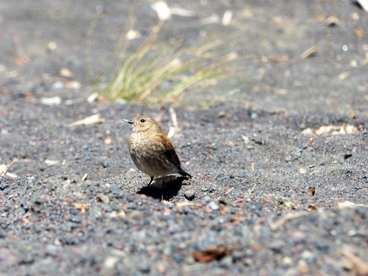 patagonianegrito - ML551896411