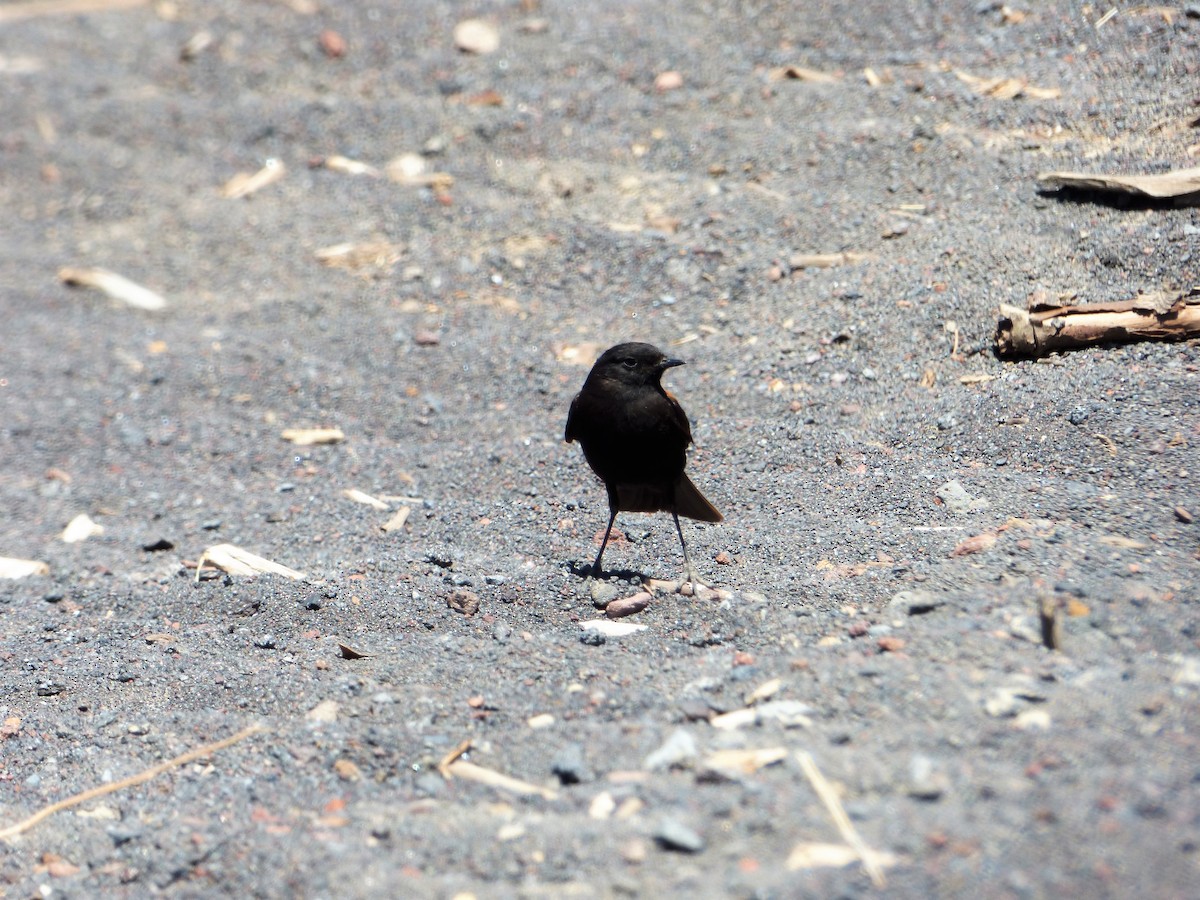 patagonianegrito - ML551896421