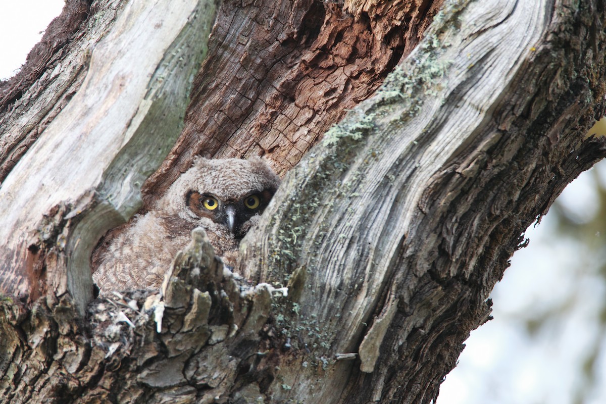 Great Horned Owl - ML551896751