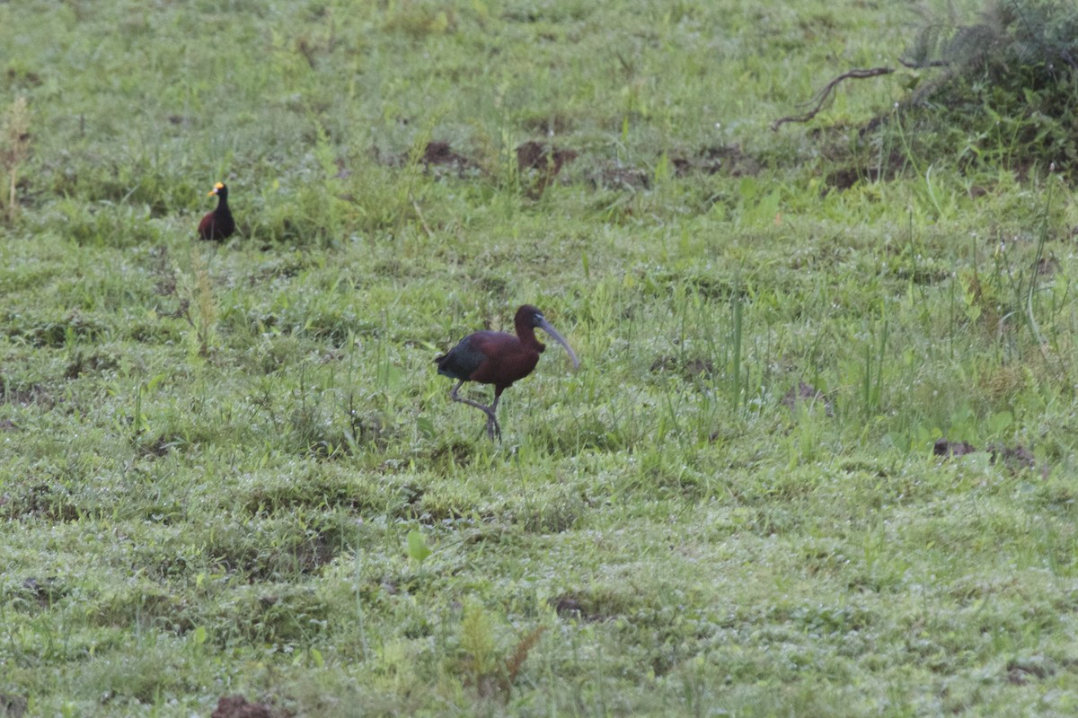 Glossy Ibis - ML55189731