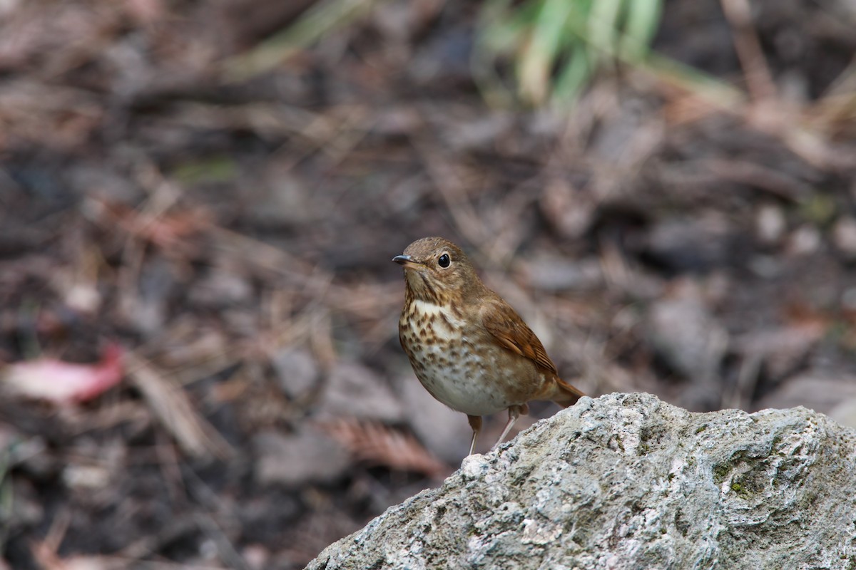 Swainson's Thrush - Scott Carpenter