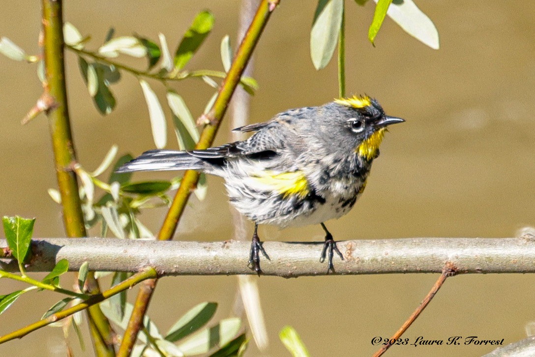 Kronenwaldsänger (Audubonwaldsänger) - ML551897791