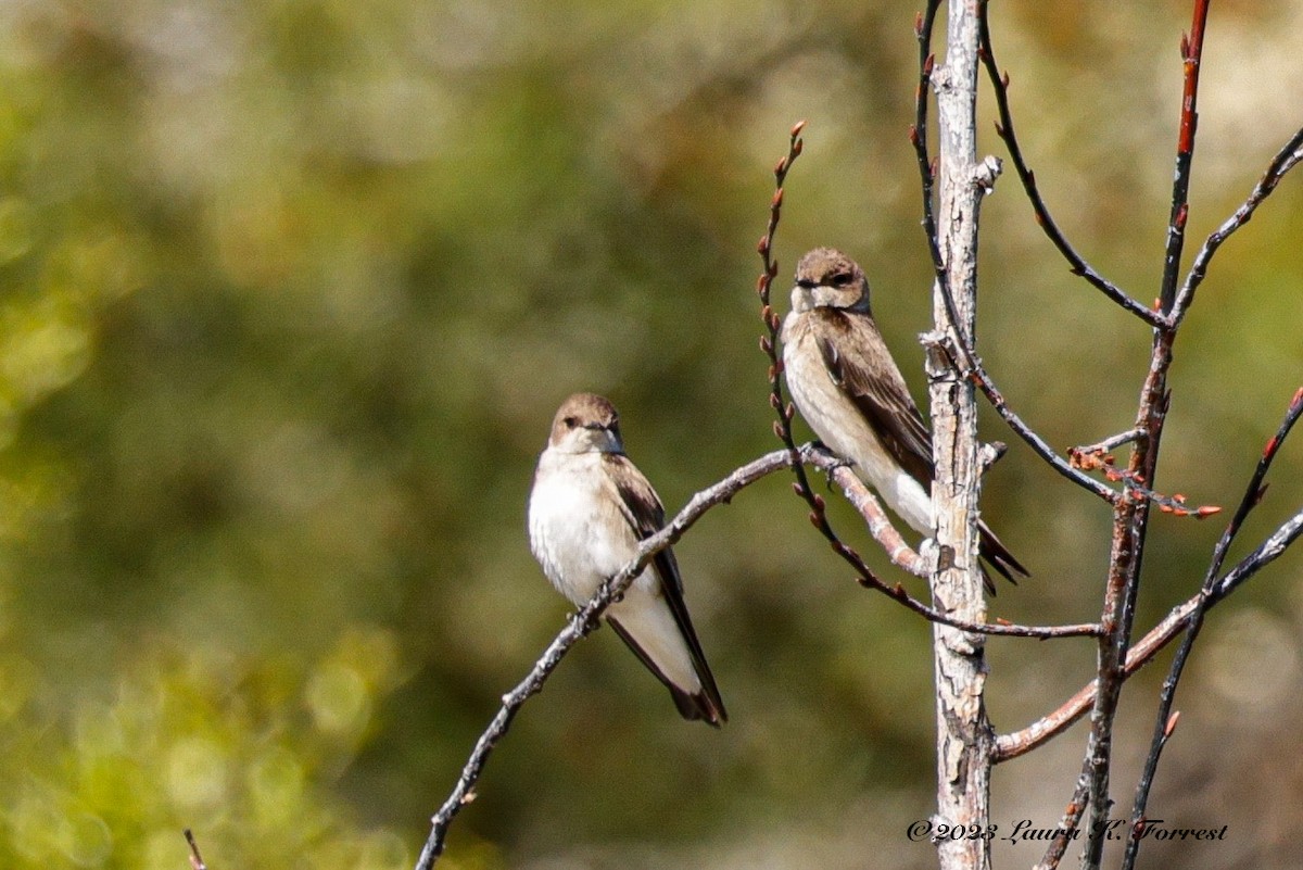 Northern Rough-winged Swallow - ML551898071