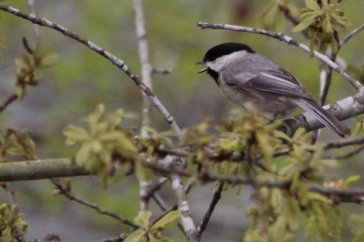 Carolina Chickadee - ML551899201
