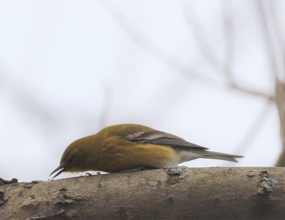 Pine Warbler - ML551899271