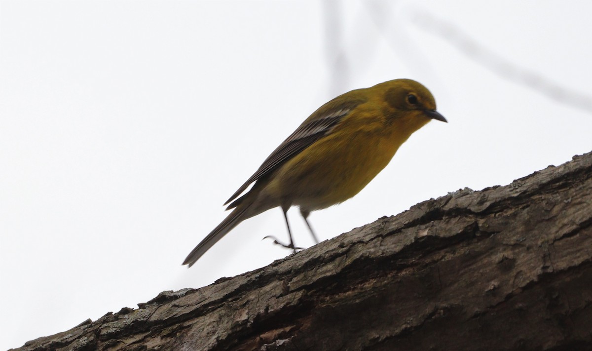 Pine Warbler - ML551899281