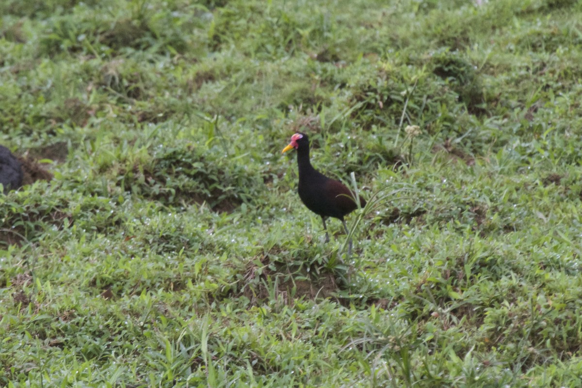 Northern x Wattled Jacana (hybrid) - ML55189981