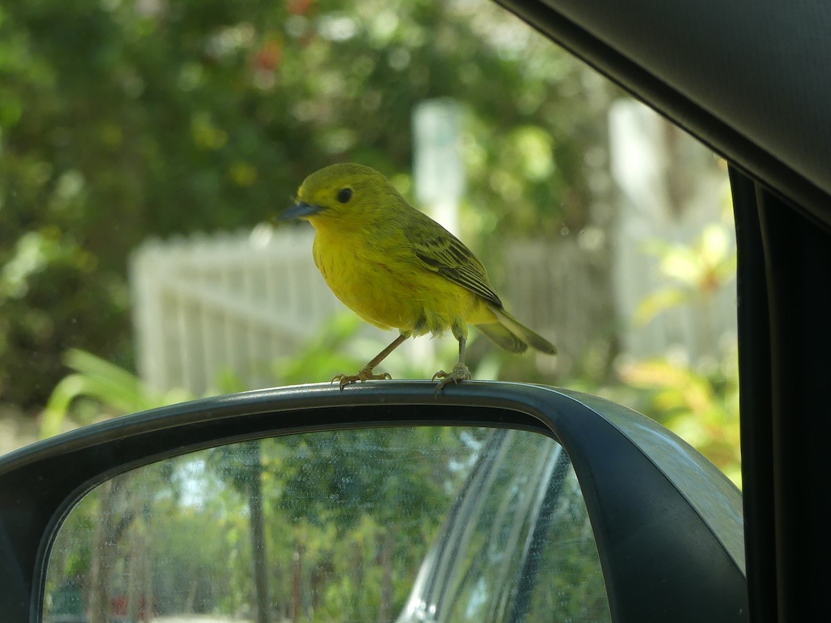 gulparula (petechia gr.) - ML551901201