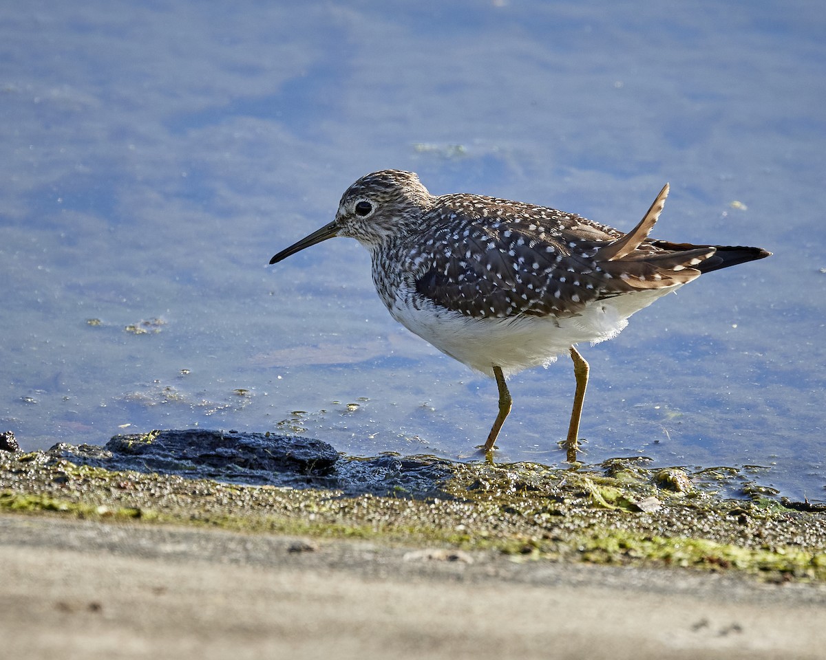 Solitary Sandpiper - ML551901381