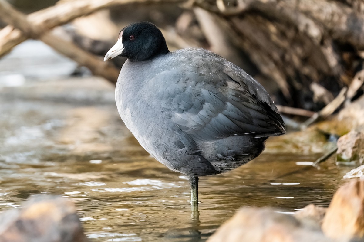 American Coot - William Goode, Jr.