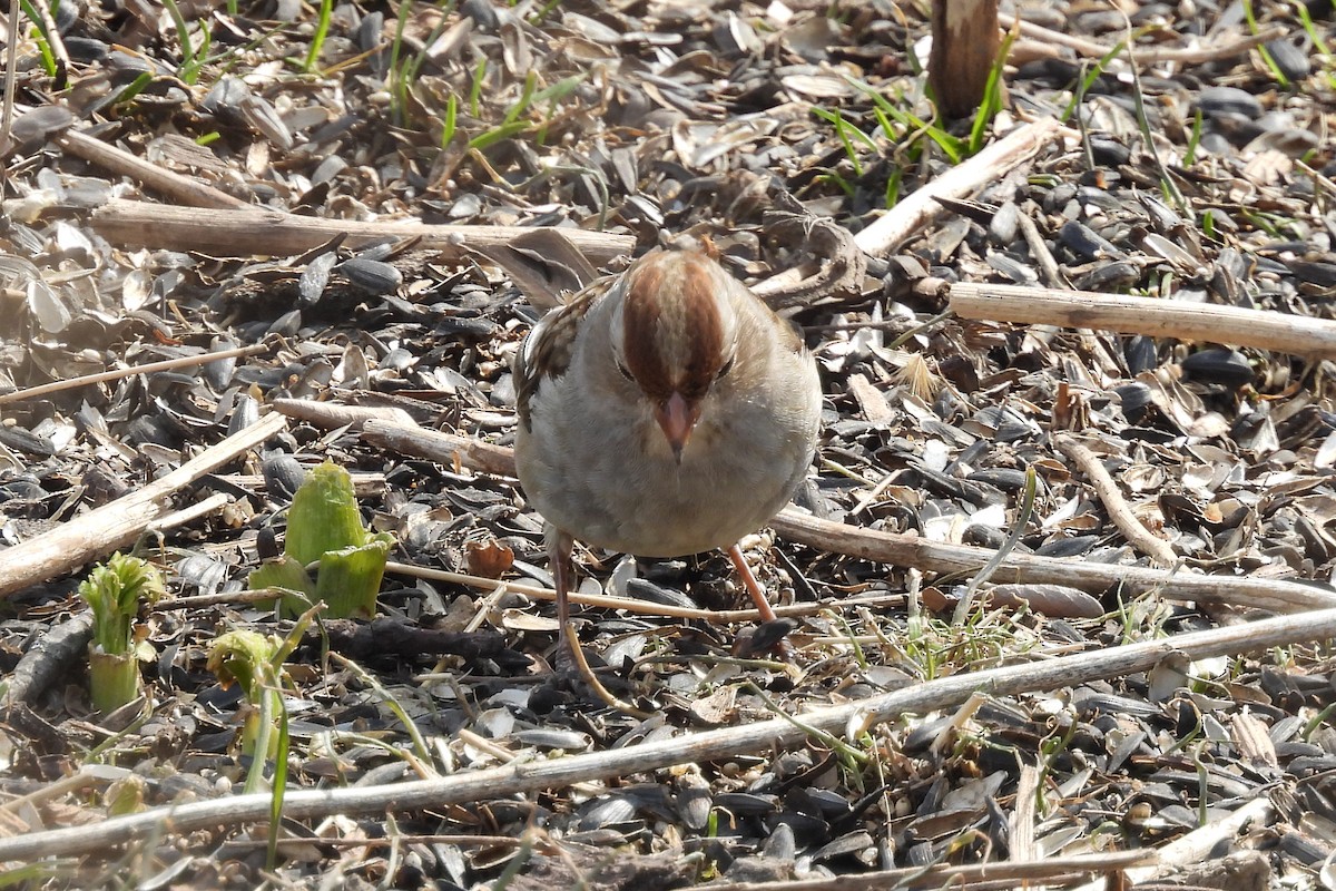 White-crowned Sparrow - ML551902281