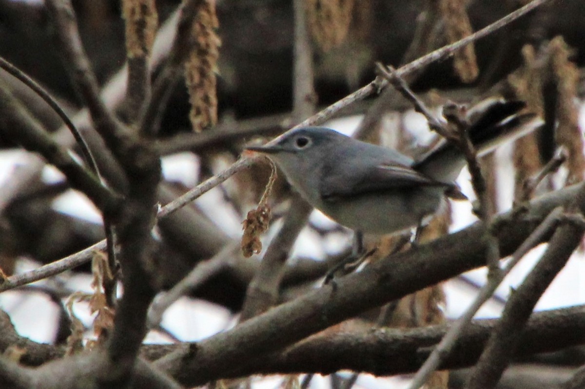 Blue-gray Gnatcatcher - ML551903001