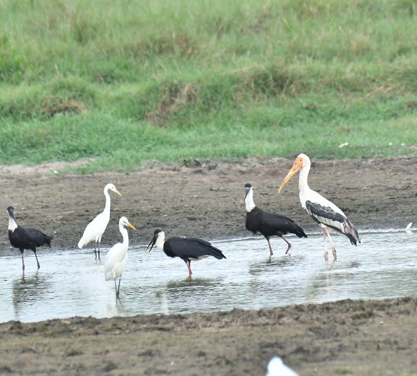 Painted Stork - ML551903651