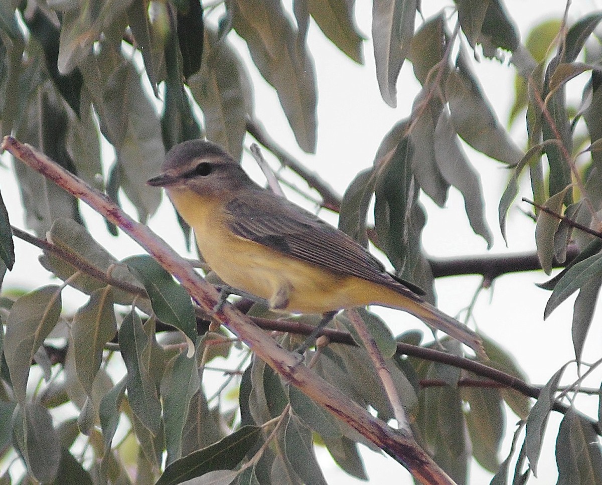 Philadelphia Vireo - ML55190371