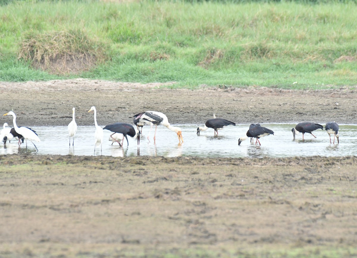 Asian Woolly-necked Stork - ML551904051