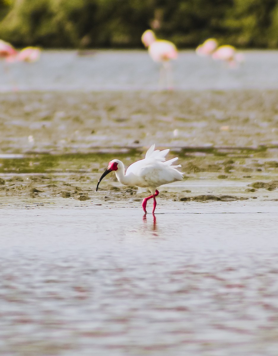 Ibis Blanco - ML551904121