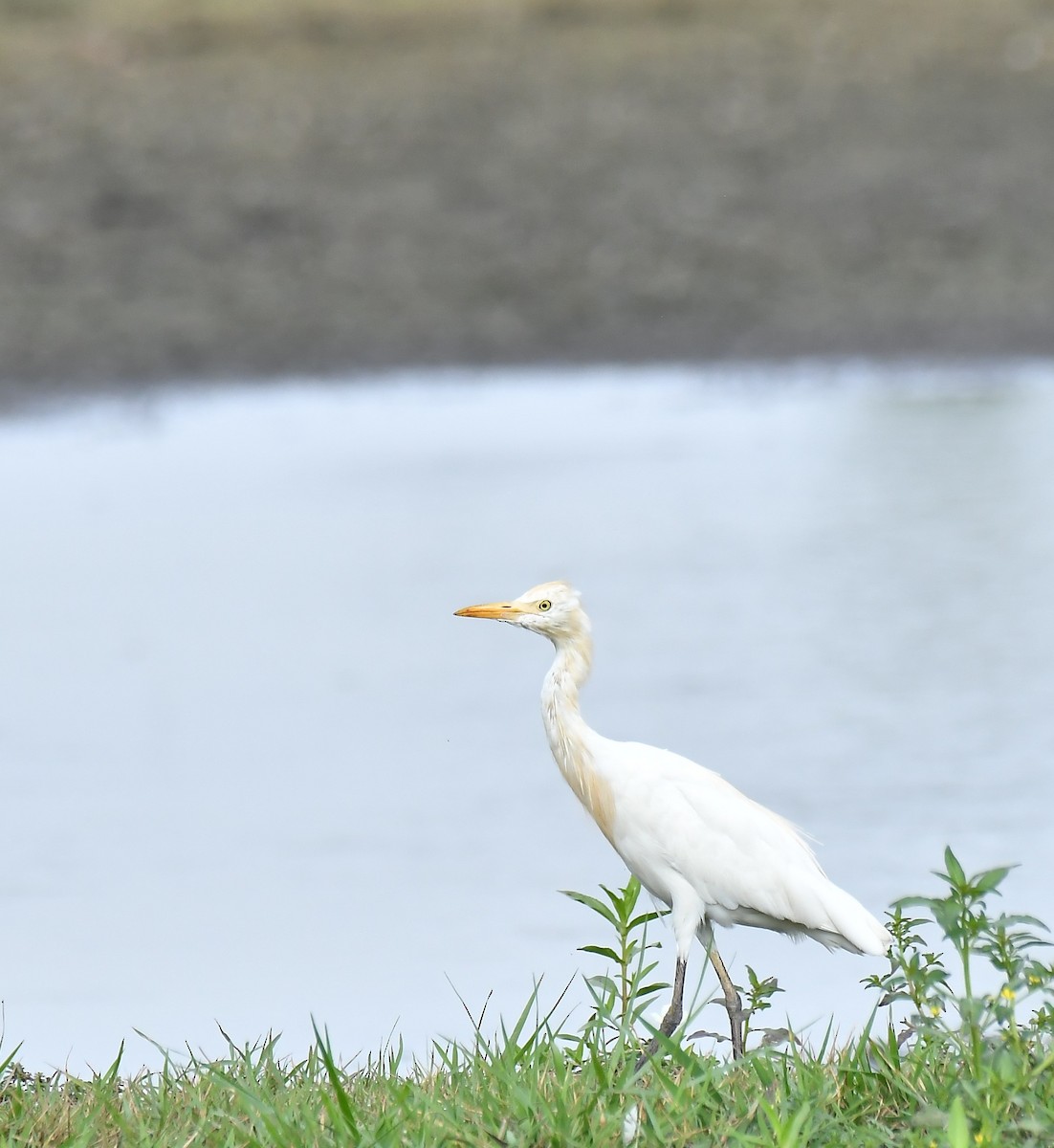 Eastern Cattle Egret - ML551904631