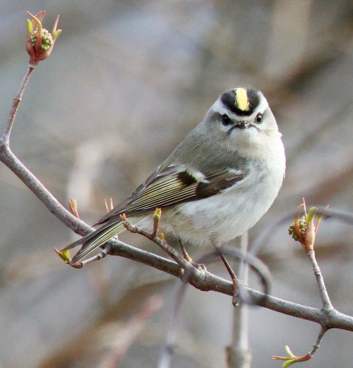 Golden-crowned Kinglet - ML551905021