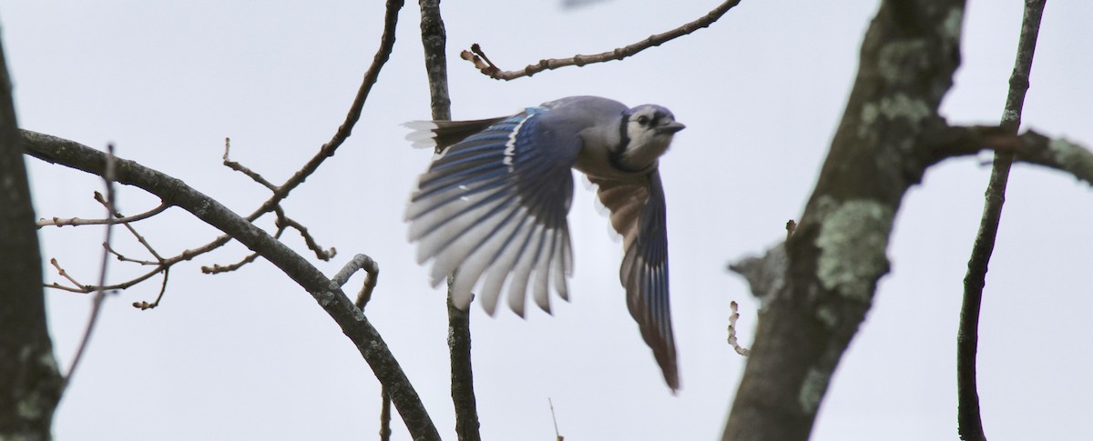 Blue Jay - Michael Yellin