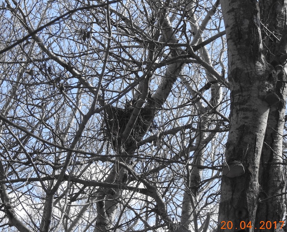 Long-eared Owl - ML55190561