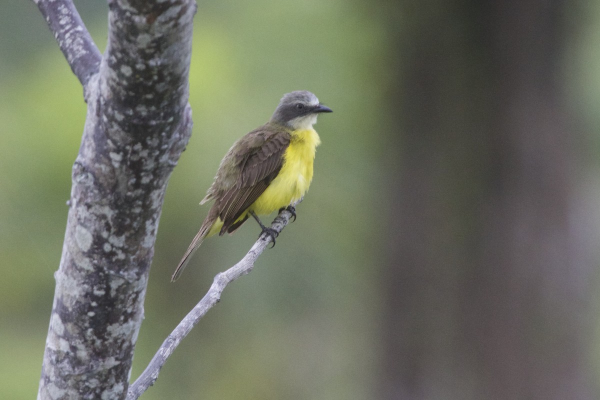 Gray-capped Flycatcher - ML55190601