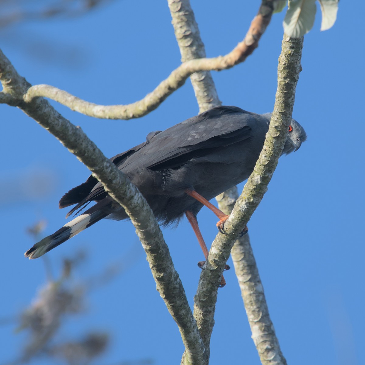 Crane Hawk - ML551906281