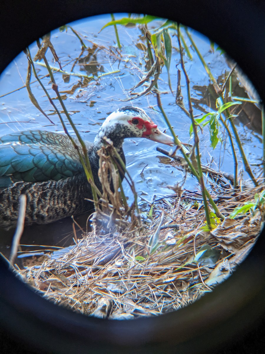 Canard musqué (forme domestique) - ML551907211
