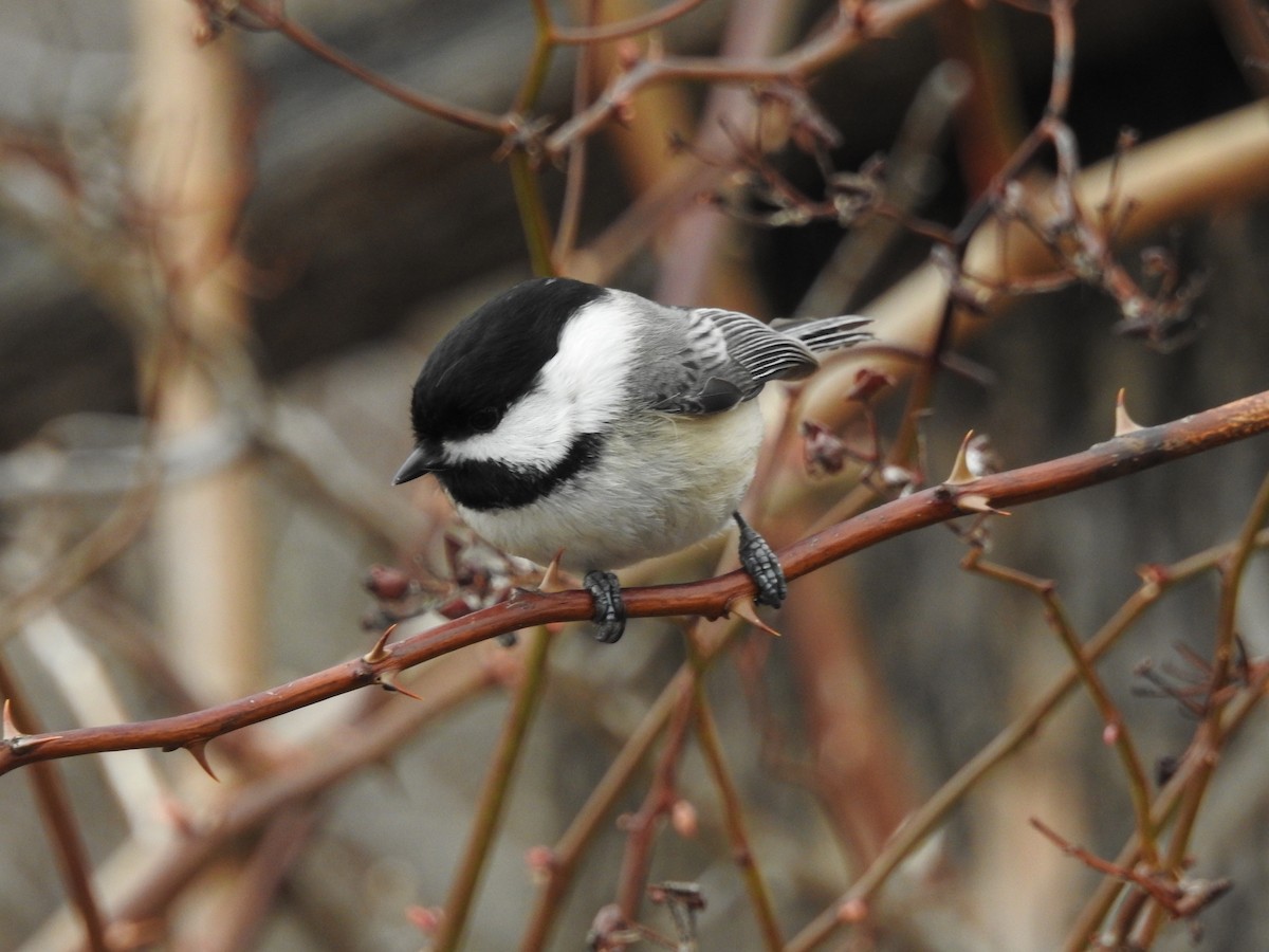 Black-capped Chickadee - Jean W. Côté