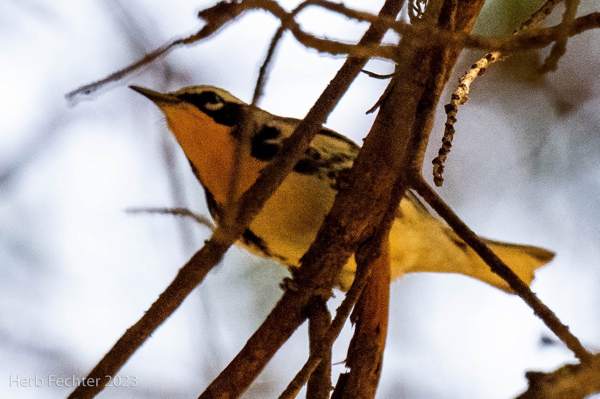 Yellow-throated Warbler - Herbert Fechter