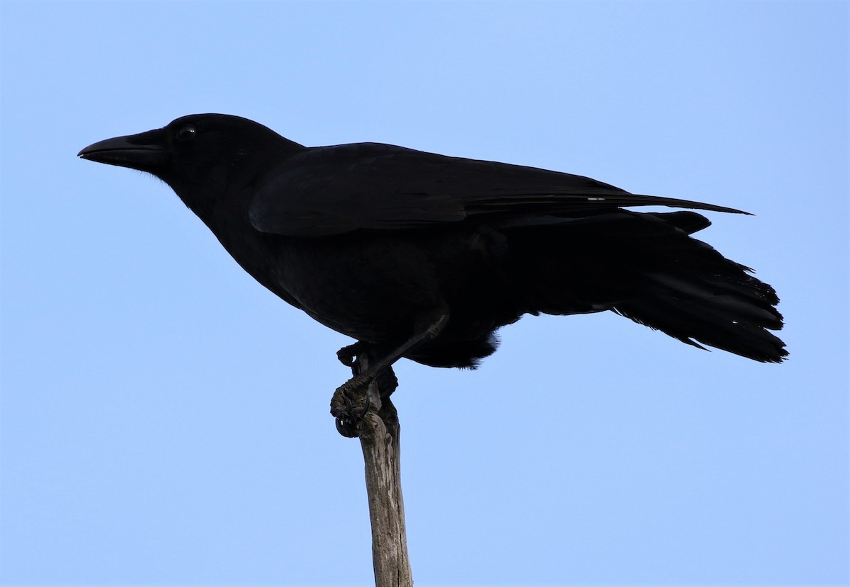 American Crow - ML55191021