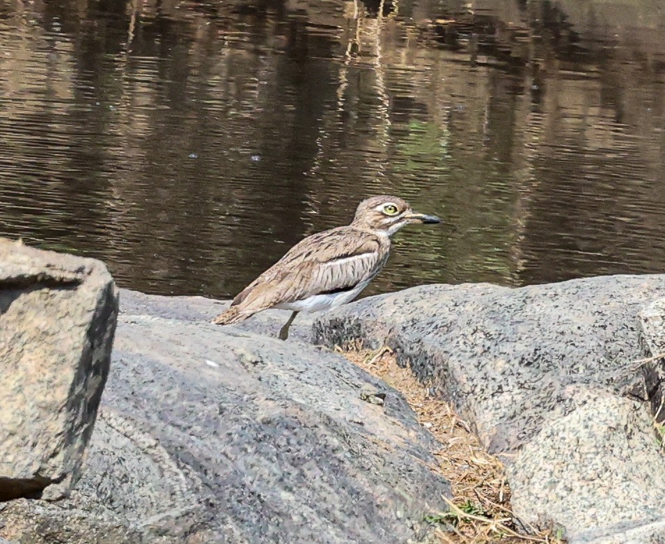 Water Thick-knee - Tom Driscoll