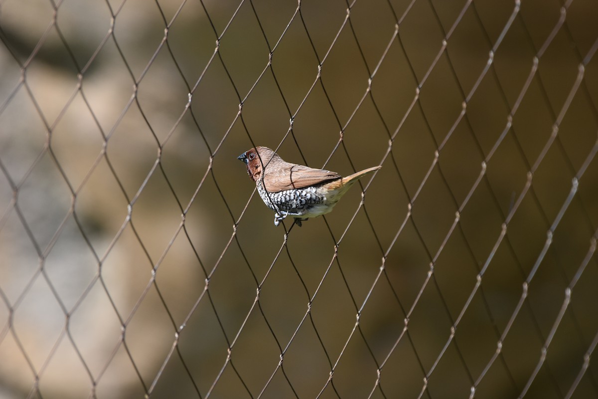 Scaly-breasted Munia - Tom Myers