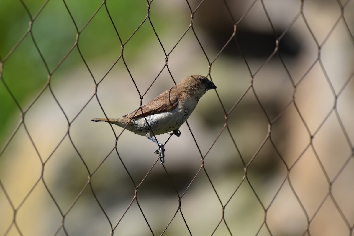 Scaly-breasted Munia - Tom Myers