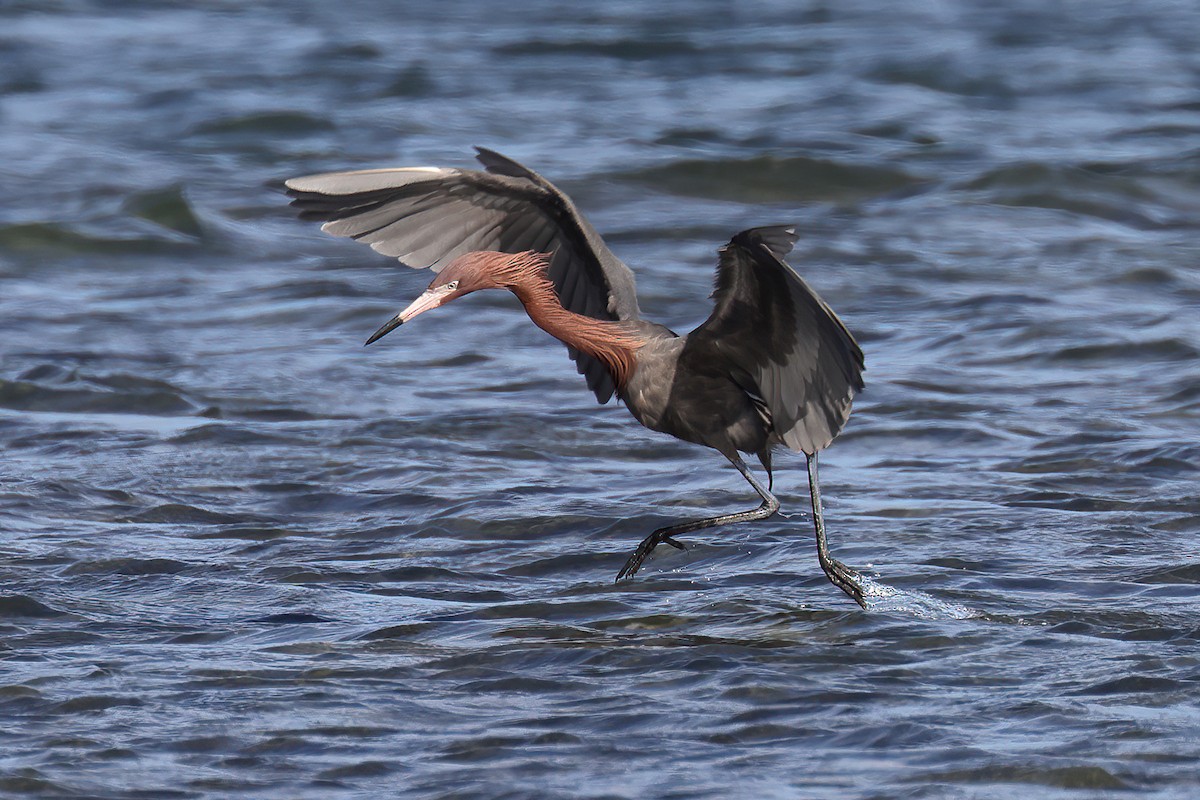 Reddish Egret - ML551911561