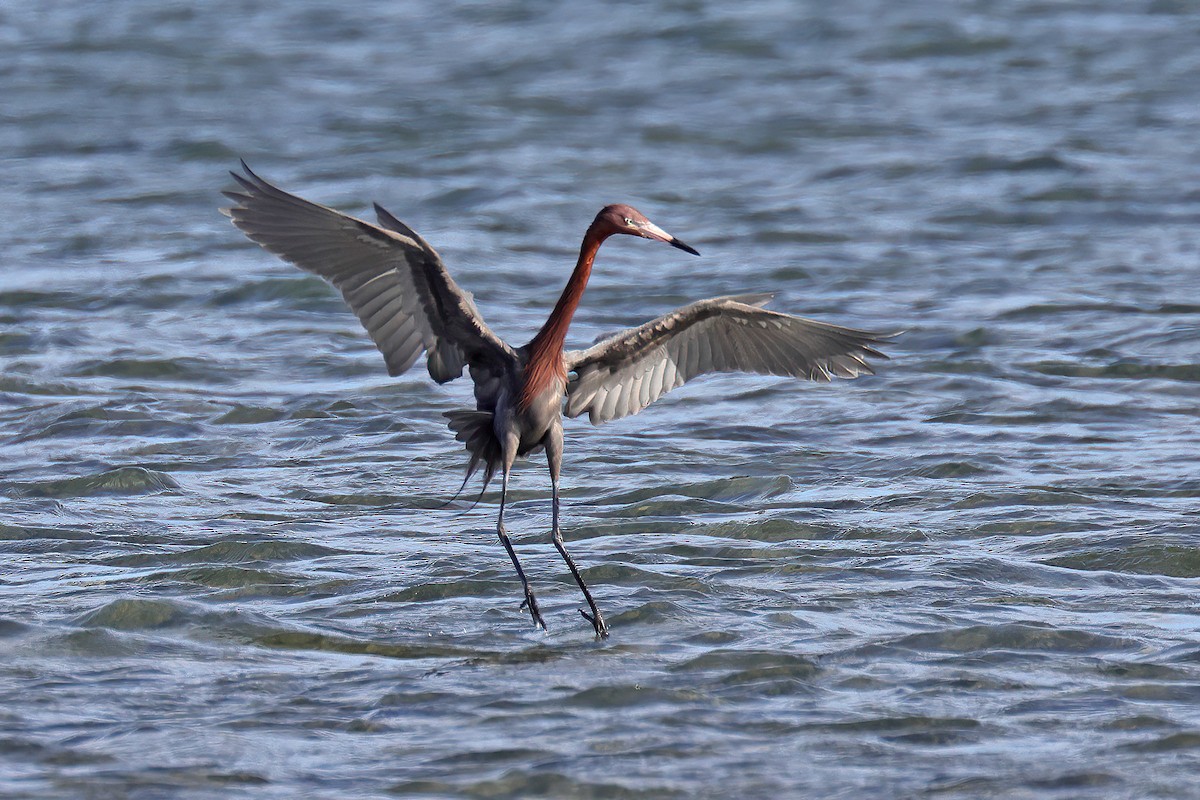 Reddish Egret - ML551911571