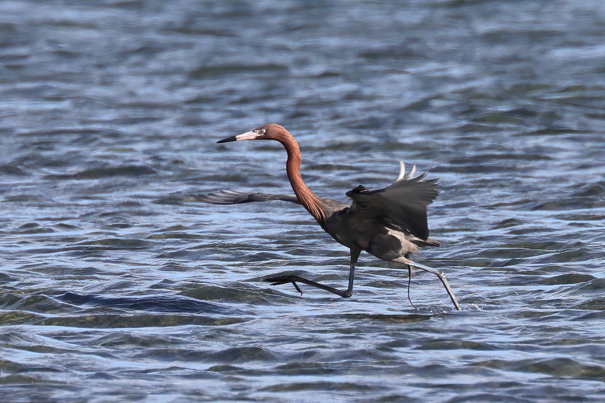 Reddish Egret - ML551911581