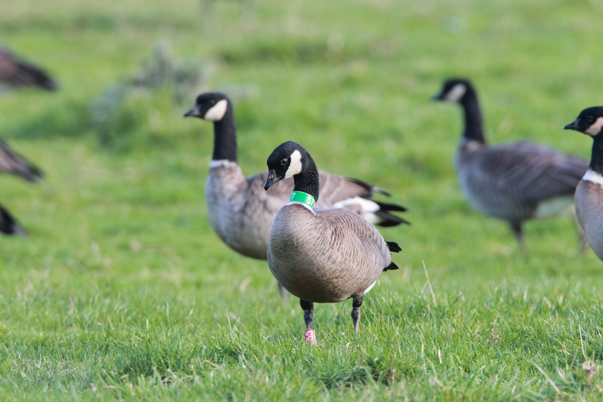 Cackling Goose (Aleutian) - ML551914461