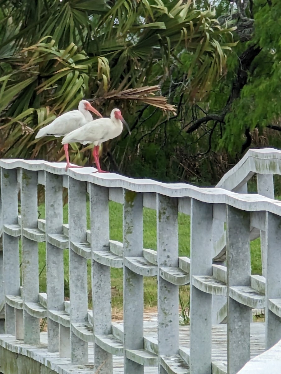 Ibis blanc - ML551914891