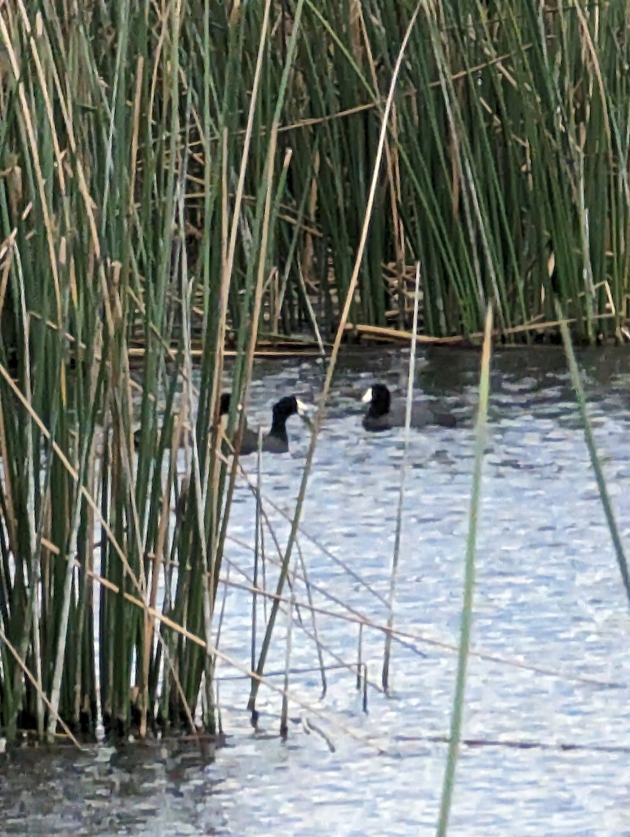 American Coot - ML551914911